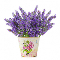 Lavanda.jpg