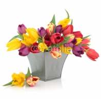 Tulip_Flowers.jpg