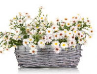 beautiful_bouquet_of_white_flowers_in_basket_isolated_on_white.jpg