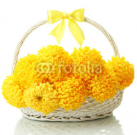 bright_yellow_chrysanthemums_in_basket_isolated_on_white.jpg