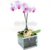 glass_vase_of_pink_orchids.jpg