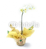 white_yellow_orchids_in_rustic_vase_floral_arrangement.jpg